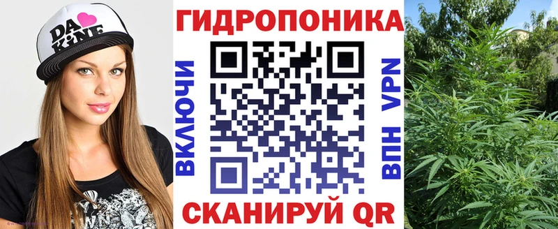 Бошки Шишки конопля Томмот